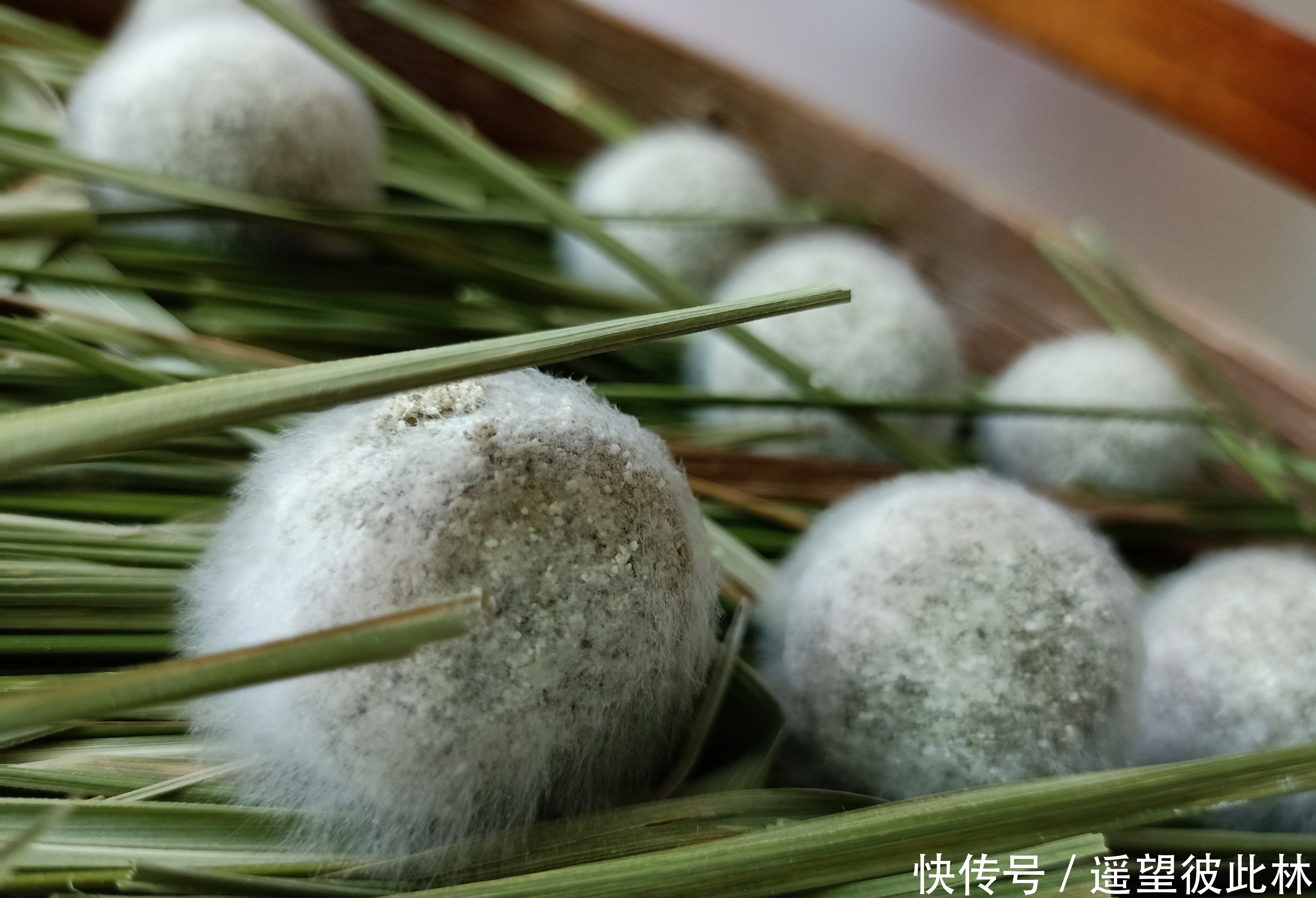 制作|农村1种叫酒饼婆的植物,可用来制作酒曲,也是小时候常吃的野果