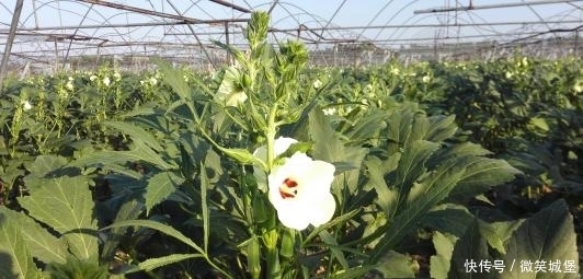 草酸和鞣质|秋葵焯水好还是不焯水好?很多人都做错了,这才是正确的方法!