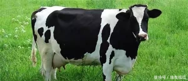 惊讶|盘点19个杀人最多的动物排行榜, 第一位令人惊讶!