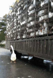 GIF|搞笑GIF:求求你了,让我吃点吧,不然的话我就抢了啊