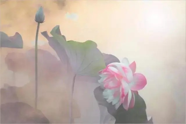  莲花|一个老外拍的荷花，惊艳