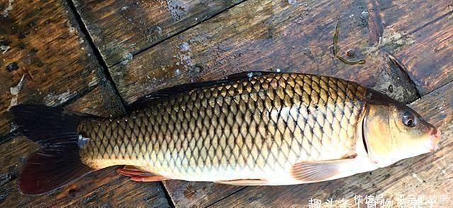 养殖|它曾是“四大名鱼”之一,想吃靠运气,如今5元一斤没人买,可惜
