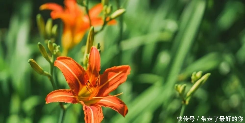 有毒|新鲜的黄花菜有毒!千万不要直接吃!