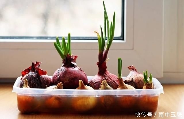 在家|在家种个菜都这么美,还要什么花园?