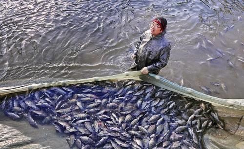 国内|美国人当成宝贝,喜爱至极,国内一斤5块钱都没人买