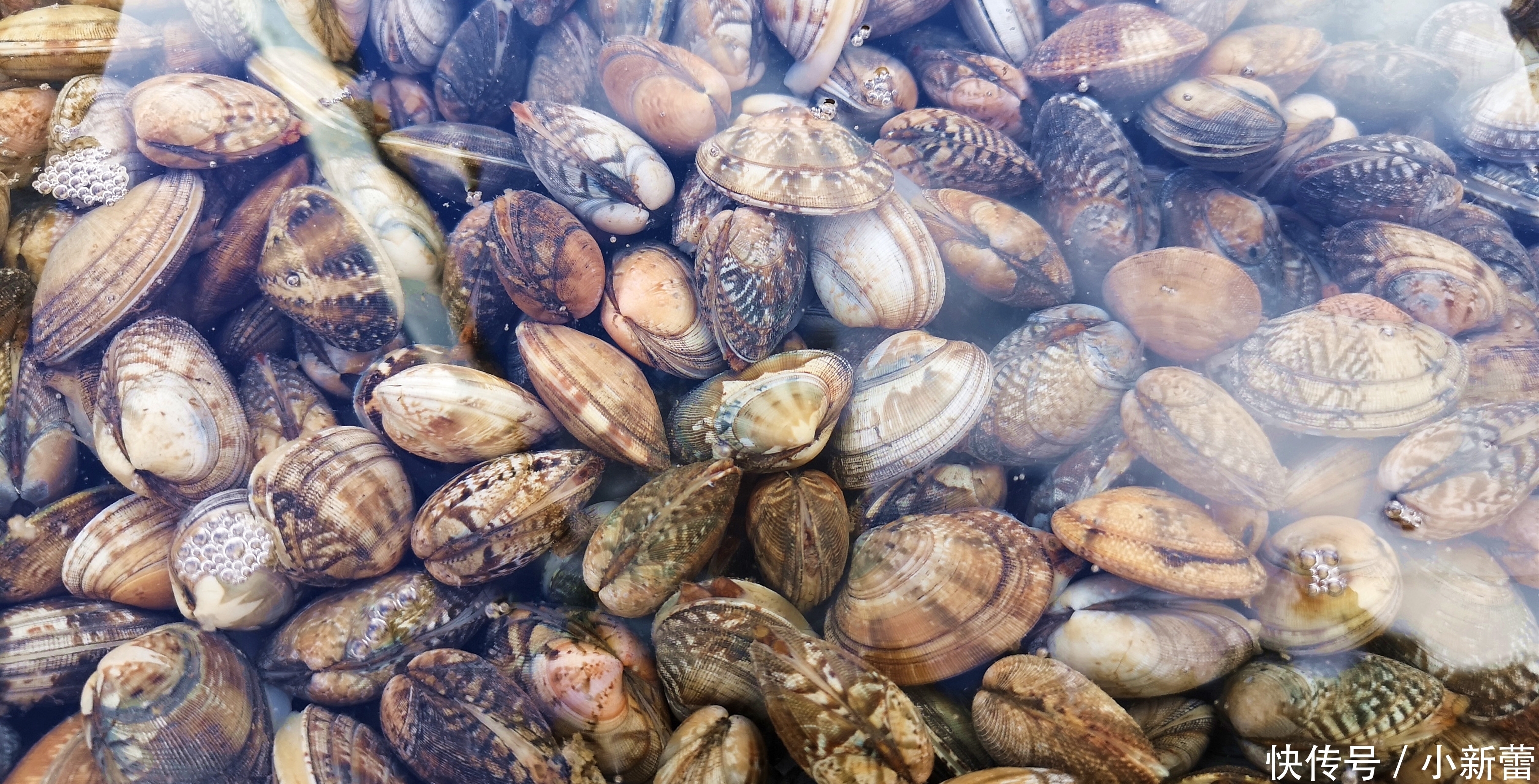 与大家分|清洗花甲,有人滴油,有人加醋,大厨:都不对!这样做花甲狂吐沙