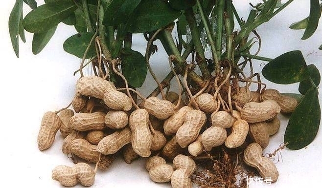 脂肪|每天起床后,嚼3颗花生,坚持住一个月,身体3大变化让你惊喜!