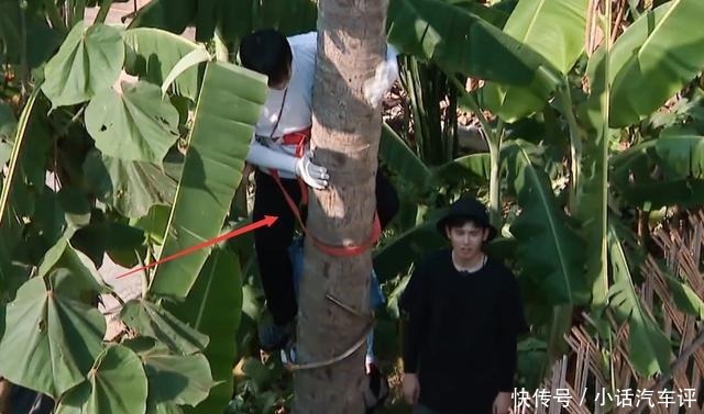 椰子树|节目为何不阻止彭昱畅高空摘椰子当镜头拍到这个细节,瞬间懂了