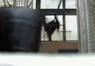 人类|黑猩猩与人类婴儿一同长大,以为自己是人类,后来变成什么样了