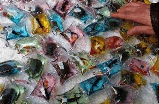 闷死|男子将活体小动物装在袋内活活闷死,做成钥匙扣卖游客月入万元