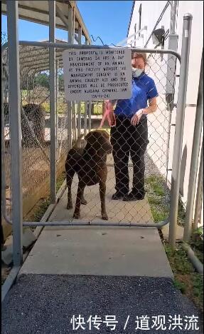  重逢|爱犬逃家被告知死在路边，结果2年后缘分让他们再度重逢！