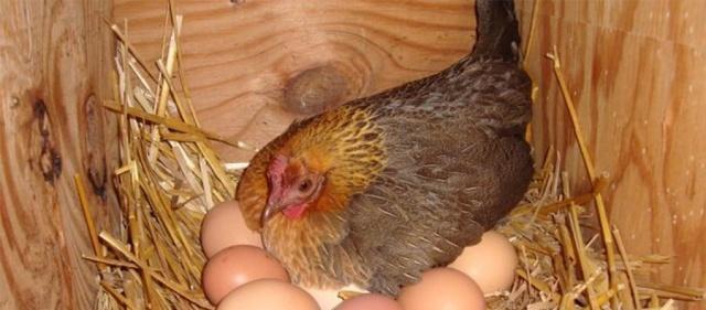 鸡犬|敌军兵临城下，刺史杀光城中鸡犬，大开城门！敌军惨败而逃