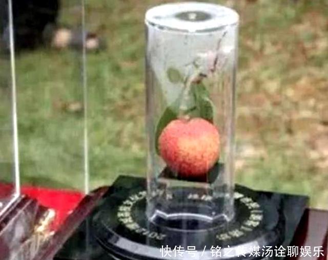 荔枝|19年前花55万拍下一颗天价荔枝,曾经的天价荔枝,如今怎样了?