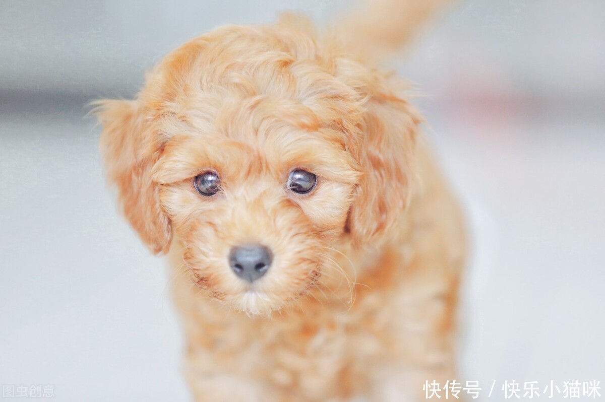  惩罚|总这样惩罚泰迪，你觉得你不会失去它吗？