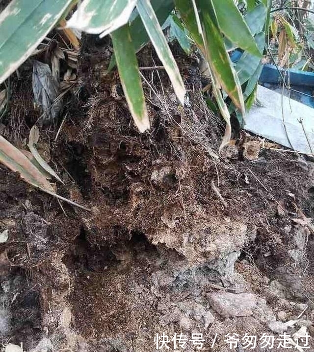 大哥|农村大哥,专门挖这种土养花,不花钱开花真旺!