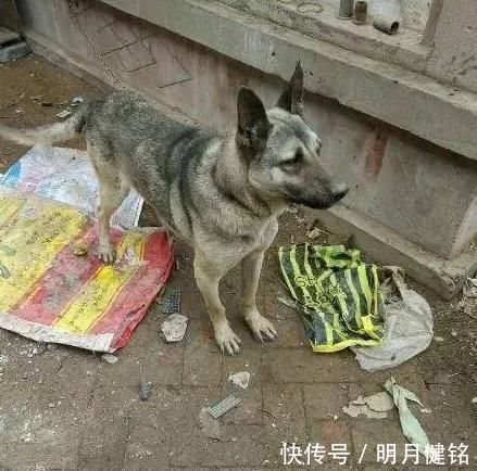 狗贩子|400元从狗贩子手里买来“土狗”,朋友看到最后说我赚大了