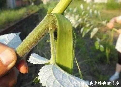 享誉|农民叫它白片儿,是“麻”的前身,五千年前,用它做衣服享誉世界