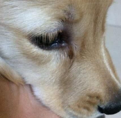 回来|网友从屠宰场救出金毛，回来后一直叼着碗不放，背后原因让他泪崩