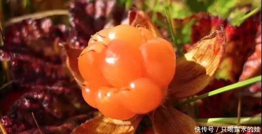 云莓|三种芬兰的水果,蓝莓、越橘、云莓,常吃对身体很好
