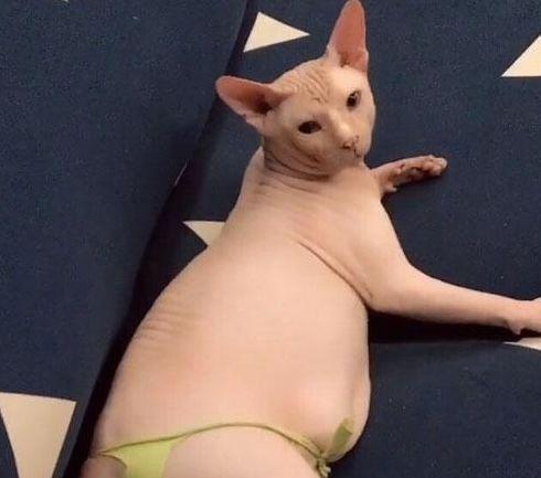  内内|主人给无毛猫穿上小内内后, 这画风太辣眼! 网友 像个中年胖子!