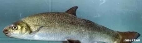 芝麻|中国最好吃的6种鱼,全吃过的,请允许我叫你一声“土豪”