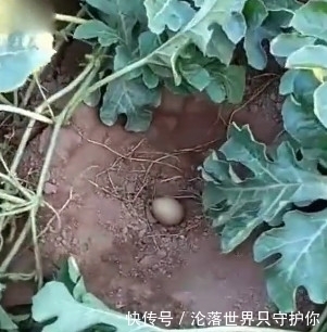 西瓜|西瓜地里全是好东西,小伙捡个不停,你们知道是什么吗?