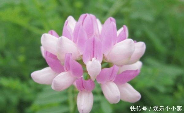 妻子|能把老婆宠成“皇后”的4生肖男，堪称宠妻狂魔，选对了一生幸福