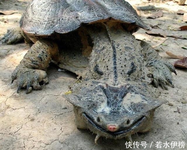  震撼|26张“活久见”的震撼图片，每一张都来之不易