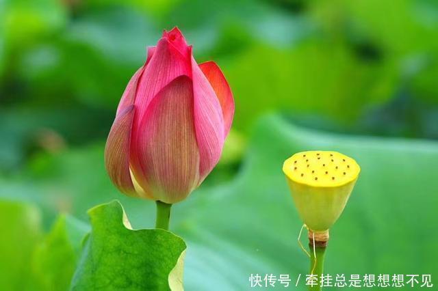  河南省|河南省民权县任庄国家湿地公园快来看，这里的千亩荷花开了