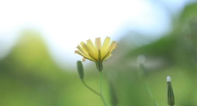 面子|为什么不要脸的人,往往活得更有面子