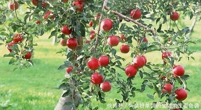 品种|适合在家院子里栽种的几种果树,一定会有你喜欢的品种