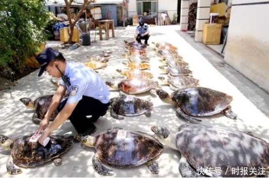 濒危野生动|危害巨大涉案估值3300余万！海南警方破获近年最大买卖野生动物案