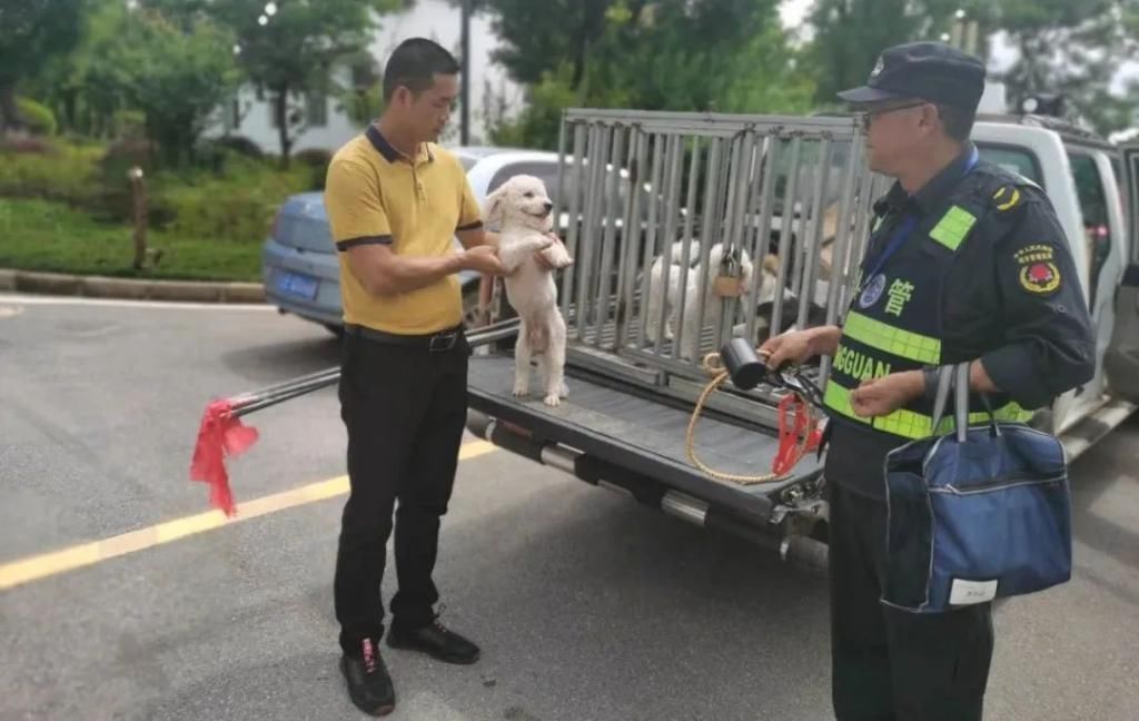 罚款|散发小广告、不文明养犬……这行不文明行为被曝光了