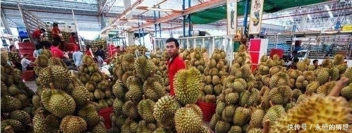 榴莲|马来西亚鼓励大规模种植榴莲,以满足中国对榴莲的需求!