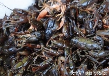 蛄|它长得像“小龙虾”,一问价格没人买,饭店大叔花500元整筐买走