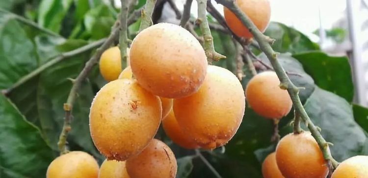 南方人|南方特有的4种水果，作为南方人也不认识，北方人连听都没听过