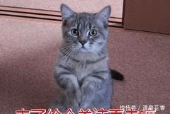 宠物店|为什么狗狗害怕去“宠物店”原因有5个！