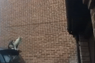 GIF|搞笑GIF:湖说,这次也不是要你命就是给你个教训。