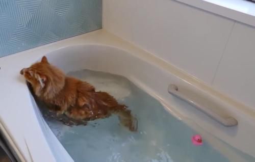 滑稽|猫咪失足跌落水池,游泳的姿势太滑稽了,喵星人都是好奇心作怪