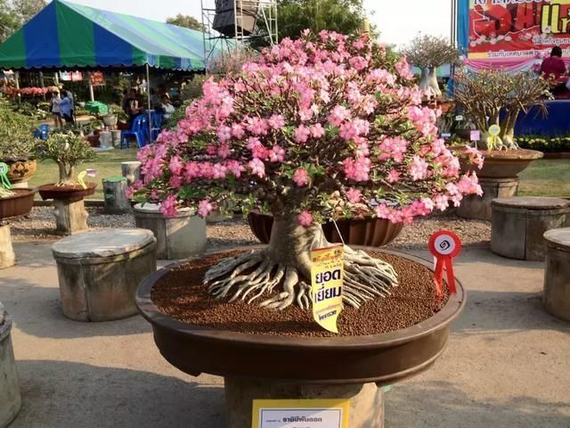  玫瑰|把沙漠玫瑰养成“盆景”，颜值高、价值高，太容易成型了