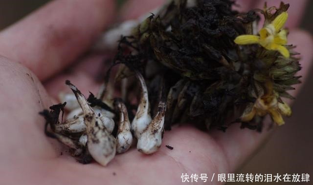 哪种|水果界的“李佳琦”,吃遍3000多种水果,哪种最好吃