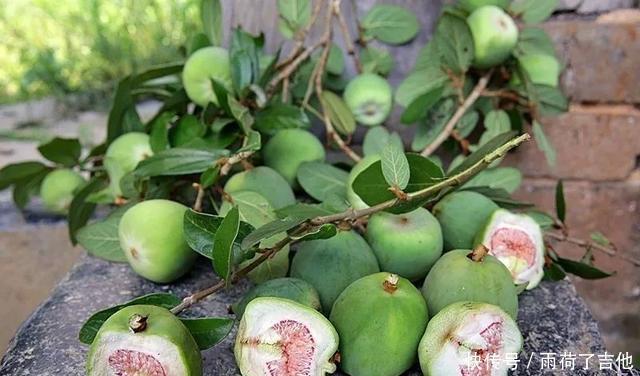 长相|它素有“鬼馒头”之称,长相奇特却含大量维生素,若遇见,莫害怕