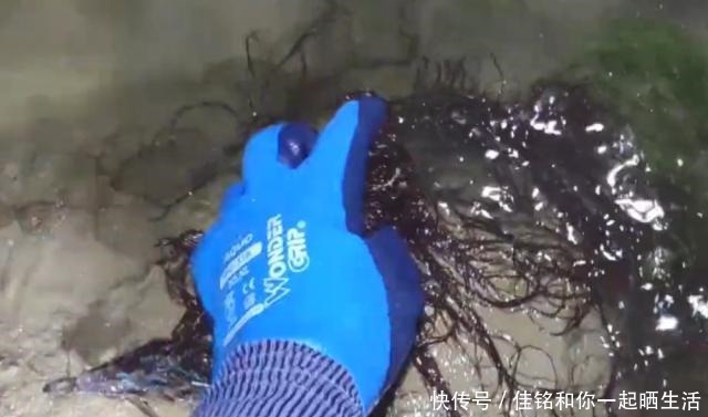 发现|农村小伙去赶海,发现一种“海中蔬菜”,形似头发你有没有吃过