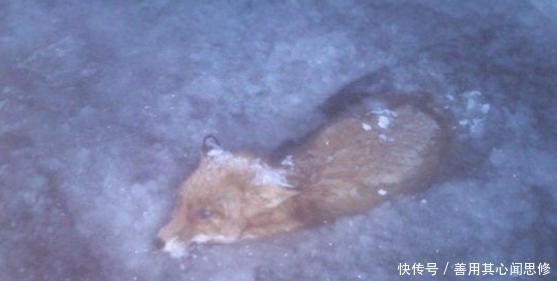 纳维亚半岛|奇闻!被冻死的动物竟有这个!