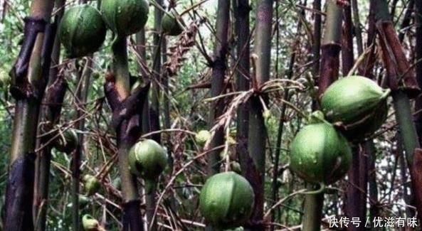 竹子开花结|男子发现自家竹子结果, 摘了一个品尝后,高兴了