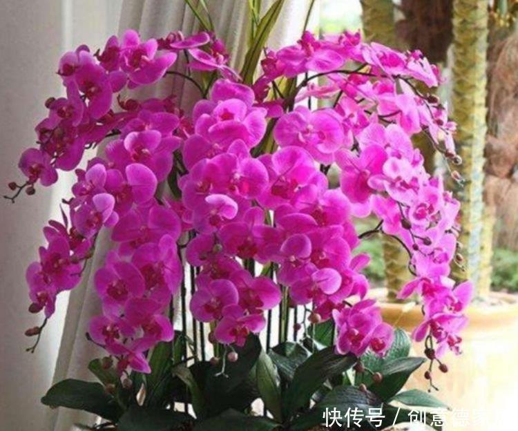  傲娇|4种花是花界的“傲娇女王”，花开美观又大气，花色艳丽灿烂无双