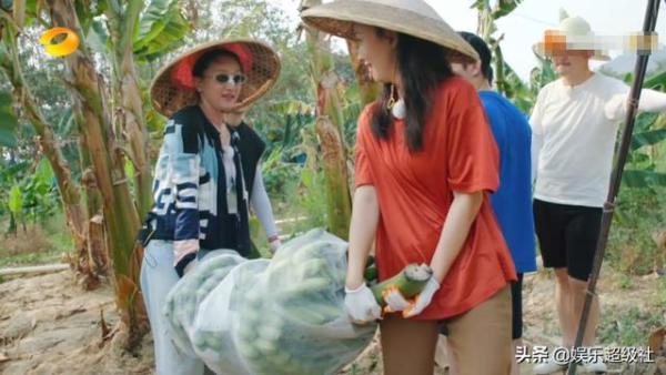  向往|《向往的生活4》收割香蕉号称四季最累，网友们都笑了