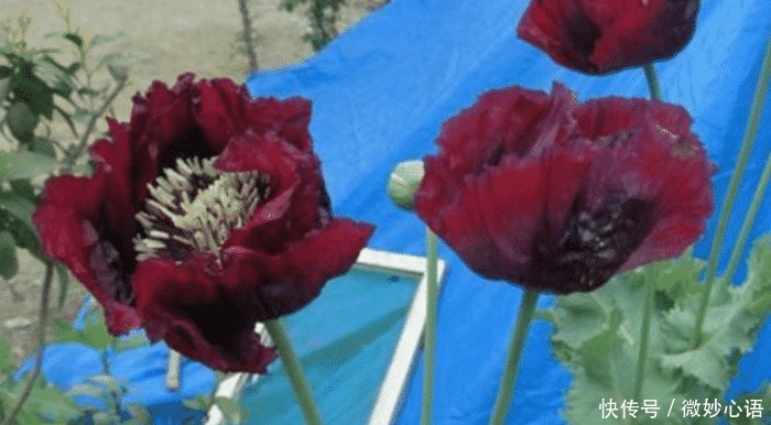 好吃|老汉菜园种328株罂粟,称用叶子炒肉很好吃,民警吃了不上瘾