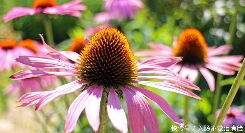 追求|近段时间内,缘分和桃花潜力足,收获爱情余生不辜负的四大生肖!