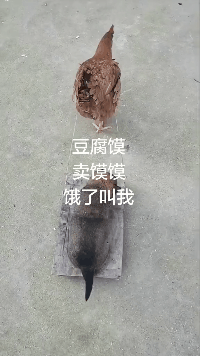 嫂子|搞笑GIF:大哥出差,嫂子让我去包饺子,我该带点什么呢